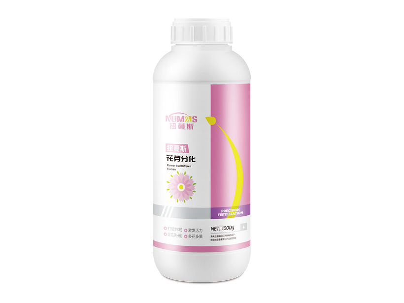 1kg扭蔓斯花芽分化.jpg